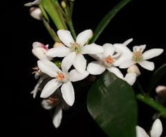 Philotheca myoporoides