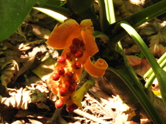 Dieffenbachia wendlandii