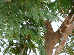 Parkia biglobosa