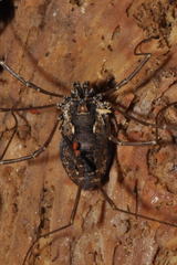 Platybunus pinetorum