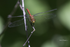 Sympetrum rubicundulum