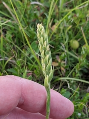 Spiranthes incurva