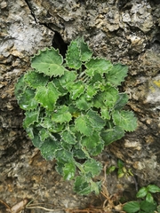Campanula elatinoides