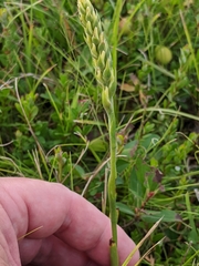 Spiranthes incurva