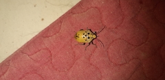 Augocoris gomesii