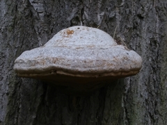 Fomes fomentarius