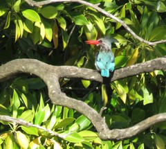 Halcyon senegaloides