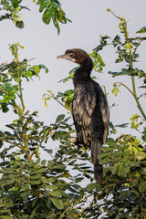 Microcarbo niger