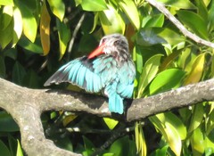 Halcyon senegaloides