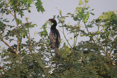 Microcarbo niger