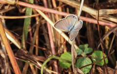 Euchrysops cnejus cnejus