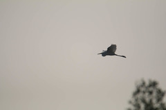 Ardea alba