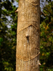 Anthocleista djalonensis