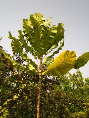 Anthocleista djalonensis