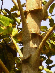 Anthocleista djalonensis