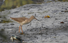 Tringa totanus
