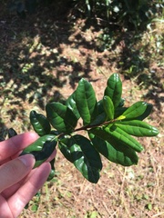 Bourreria virgata