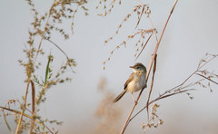 Prinia inornata