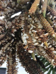 Calyptronoma rivalis