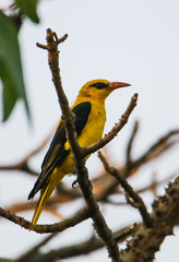Oriolus kundoo