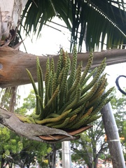 Calyptronoma rivalis