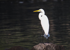 Ardea alba