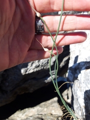 Allium marschalianum