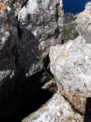 Allium marschalianum