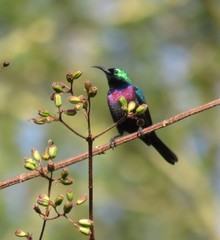 Cinnyris bifasciatus