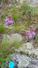 Liatris helleri