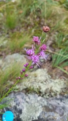 Liatris helleri