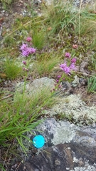 Liatris helleri