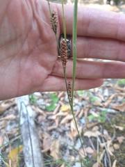Carex flacca serrulata
