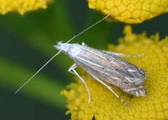 Isophrictis striatella