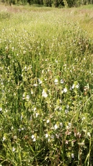 Euphrasia maximowiczii