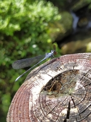 Bayadera brevicauda