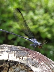 Bayadera brevicauda
