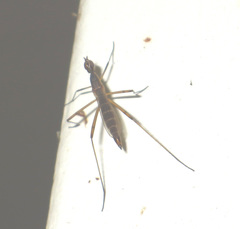 Micropeza lateralis