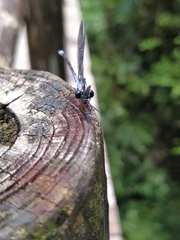 Bayadera brevicauda