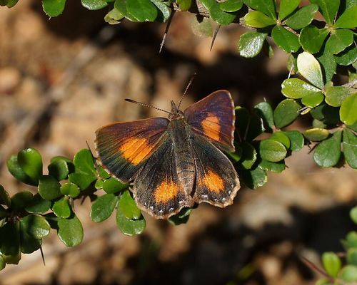 Bright Copper