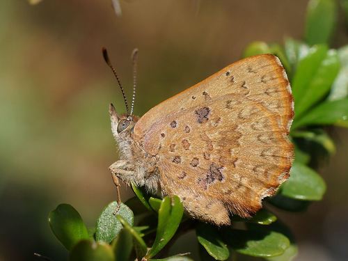 Bright Copper