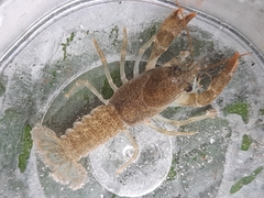 Austropotamobius torrentium