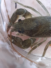 Austropotamobius torrentium