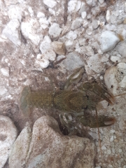 Austropotamobius torrentium