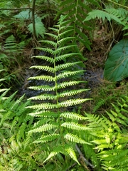 Coryphopteris simulata