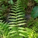 Massachusetts Fern - Photo (c) ryanoconnor77, some rights reserved (CC BY-NC), uploaded by ryanoconnor77