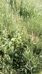 Picris japonica kamtschatica
