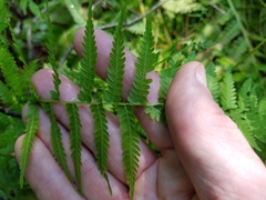 Coryphopteris simulata