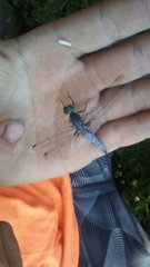 Pachydiplax longipennis