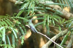 Campylopterus largipennis